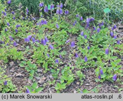 Campanula Sarastro