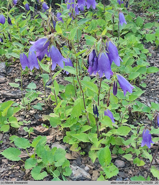 Campanula Sarastro