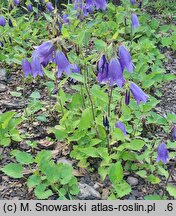 Campanula Sarastro