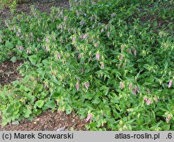 Campanula Pink Octopus