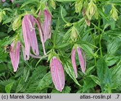 Campanula Pink Octopus