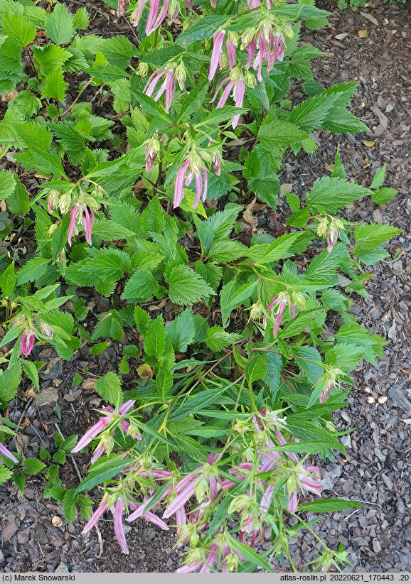 Campanula Pink Octopus