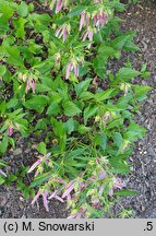 Campanula Pink Octopus