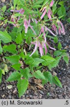Campanula Pink Octopus