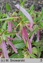 Campanula Pink Octopus