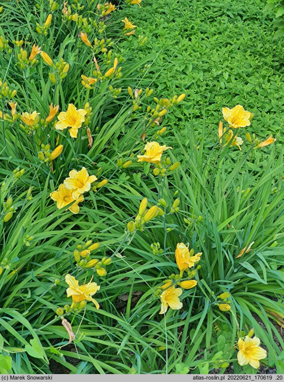 Hemerocallis ×hybrida Making My Rounds