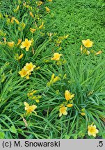 Hemerocallis ×hybrida Making My Rounds