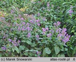 Betonica macrantha (czyściec wielkokwiatowy)