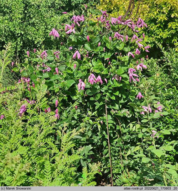 Clematis Aljonushka