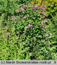 Clematis Aljonushka