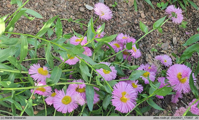 Erigeron Pink Jewel