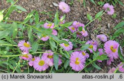 Erigeron Pink Jewel