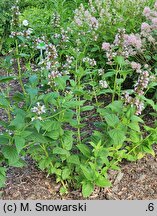Nepeta subsessilis Sweet Dreams