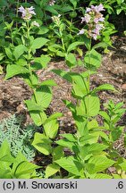 Nepeta subsessilis Sweet Dreams