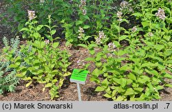 Nepeta subsessilis Sweet Dreams