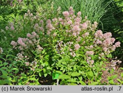 Ceanothus ×pallidus Marie Simon