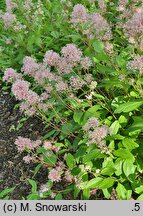 Ceanothus ×pallidus Marie Simon