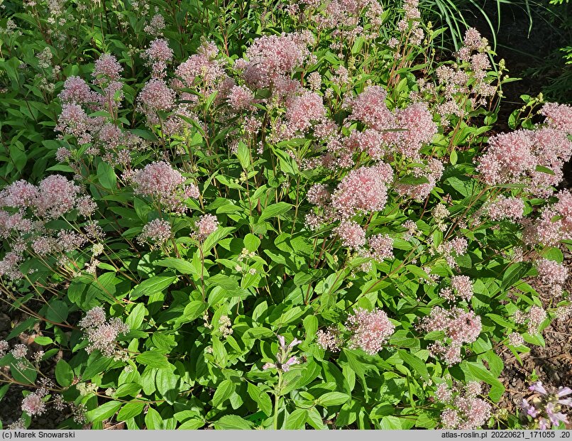Ceanothus ×pallidus Marie Simon