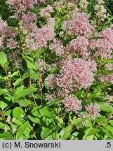 Ceanothus ×pallidus Marie Simon