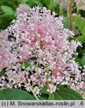 Ceanothus ×pallidus Marie Simon