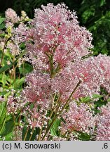 Ceanothus ×pallidus Marie Simon