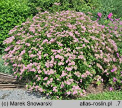 Spiraea japonica Dart's Red