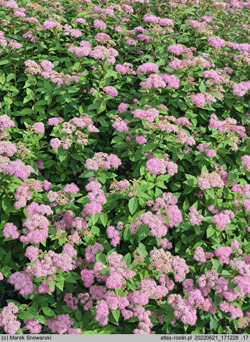 Spiraea japonica Dart's Red