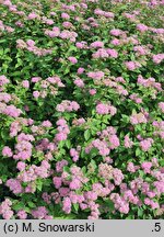 Spiraea japonica Dart's Red