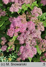 Spiraea japonica Dart's Red