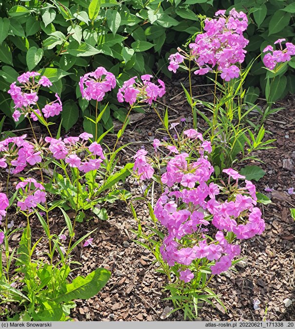 Phlox Forever Pink