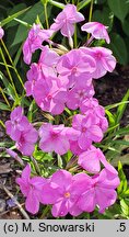 Phlox Forever Pink