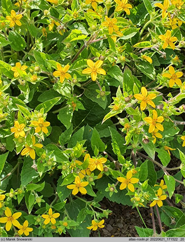 Chrysogonum virginianum (chryzogonum wirginijksie)