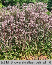 Penstemon Dark Towers
