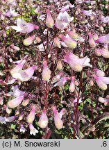 Penstemon Dark Towers