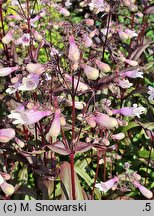 Penstemon Dark Towers
