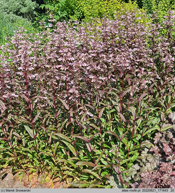 Penstemon Dark Towers