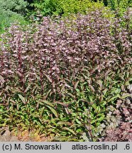 Penstemon Dark Towers