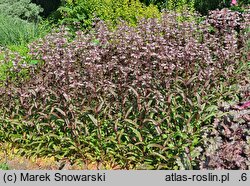 Penstemon Dark Towers