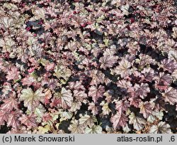 Heuchera Amethyst Myst