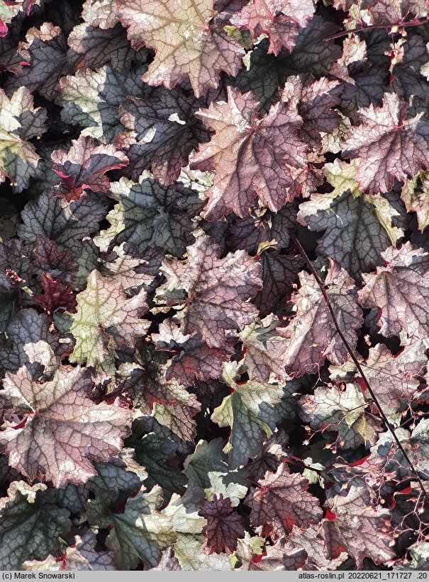 Heuchera Amethyst Myst