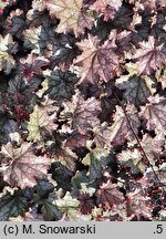 Heuchera Amethyst Myst