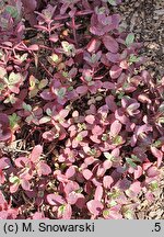 Hylotelephium SunSparkler Firecracker