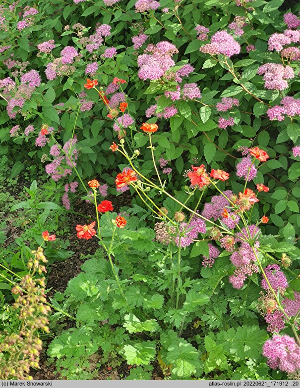 Geum chiloense Mrs. Bradshaw