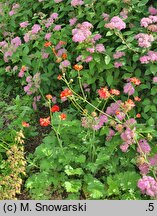 Geum chiloense Mrs. Bradshaw