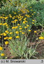 Achillea Schwellenburg