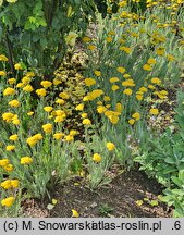 Achillea Schwellenburg