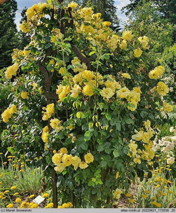 Rosa hort. Lichtkönigin Lucia