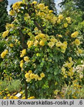 Rosa hort. Lichtkönigin Lucia