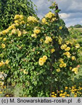 Rosa hort. Lichtkönigin Lucia