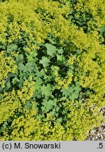 Alchemilla epipsila